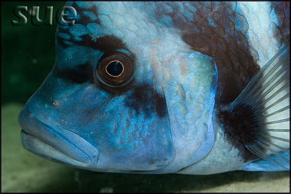 Cyphotilapia gibberosa 'Kapampa'